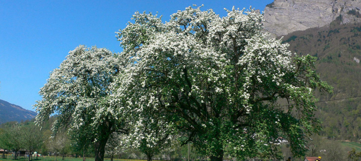 Hochstammbäume